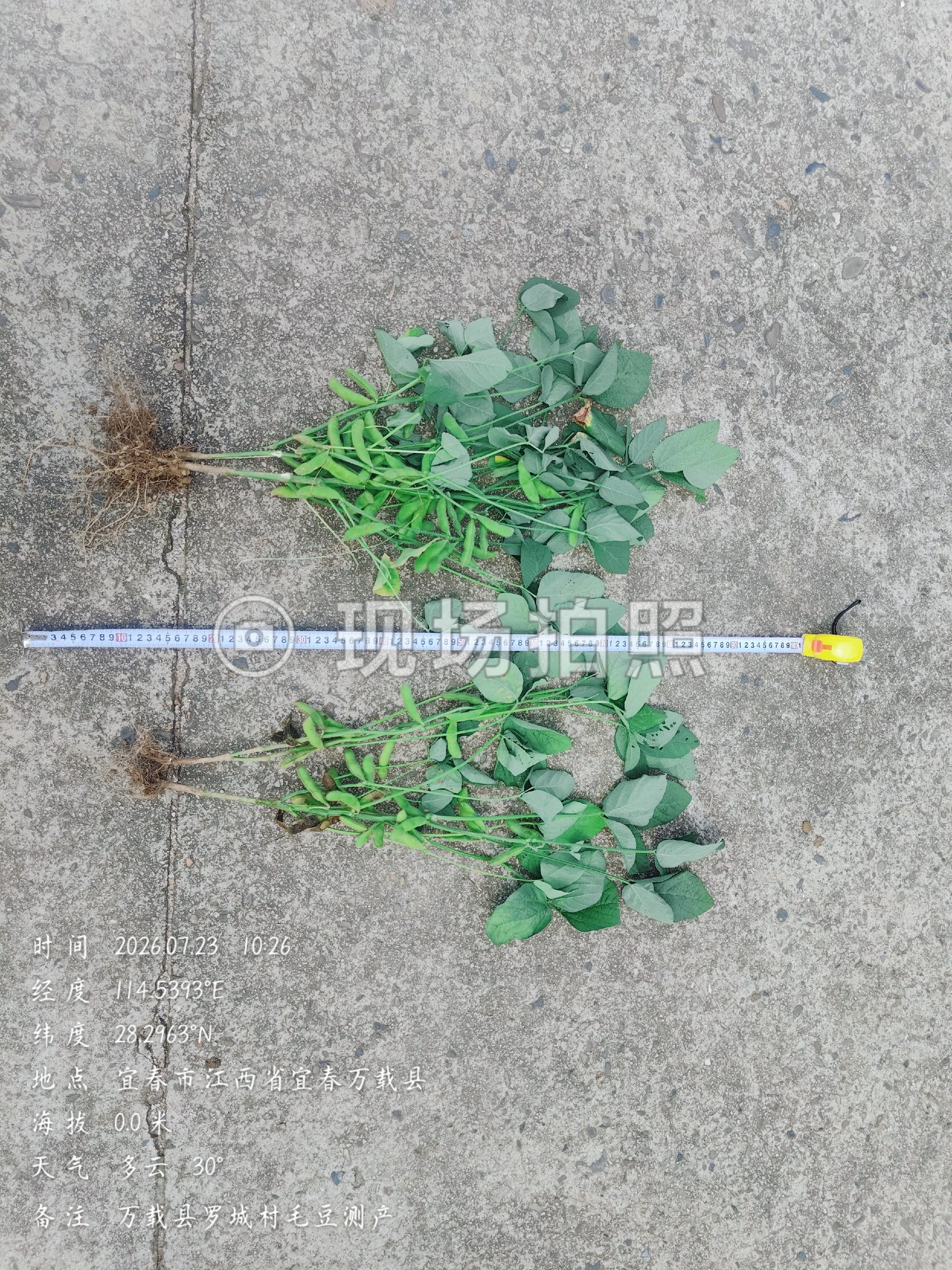 植株整体对比