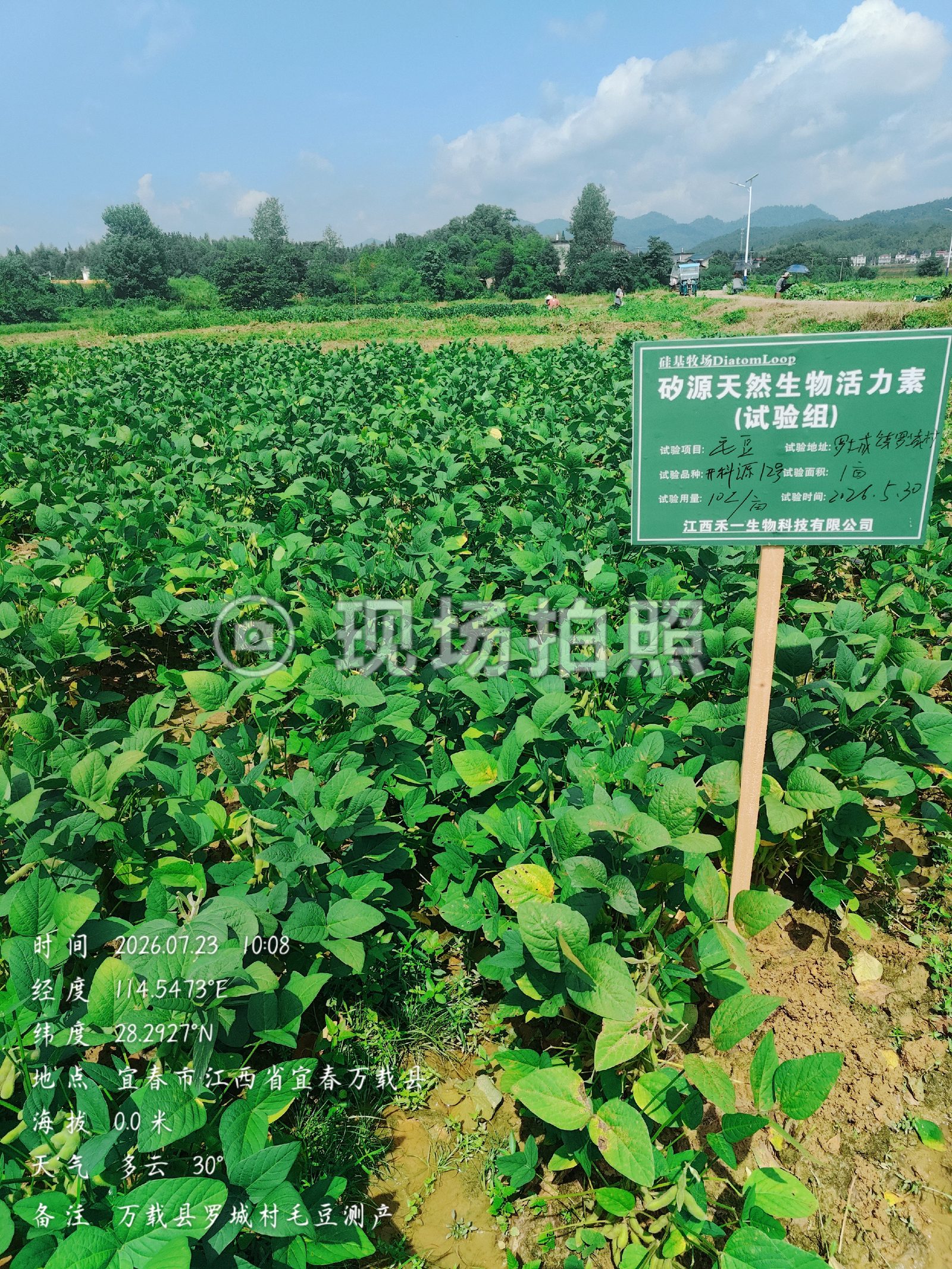 硅藻生物活力素试验组