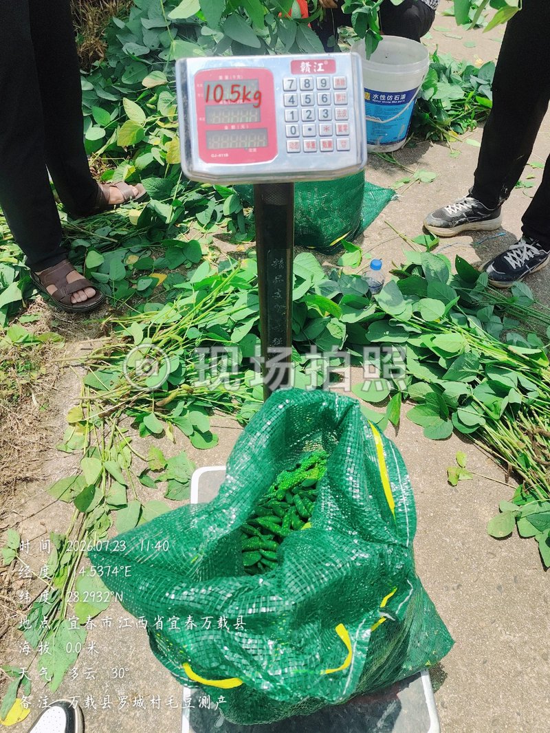 对照组采收称重
