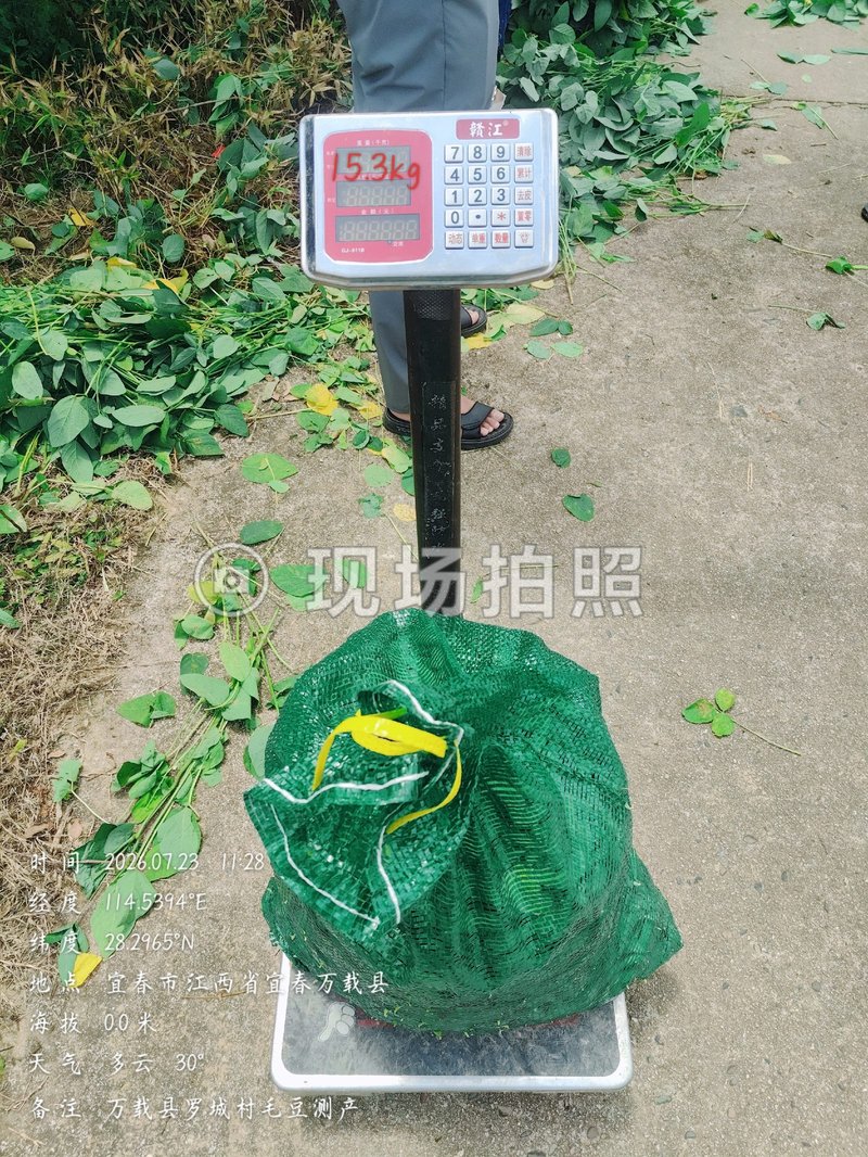 试验组采收称重
