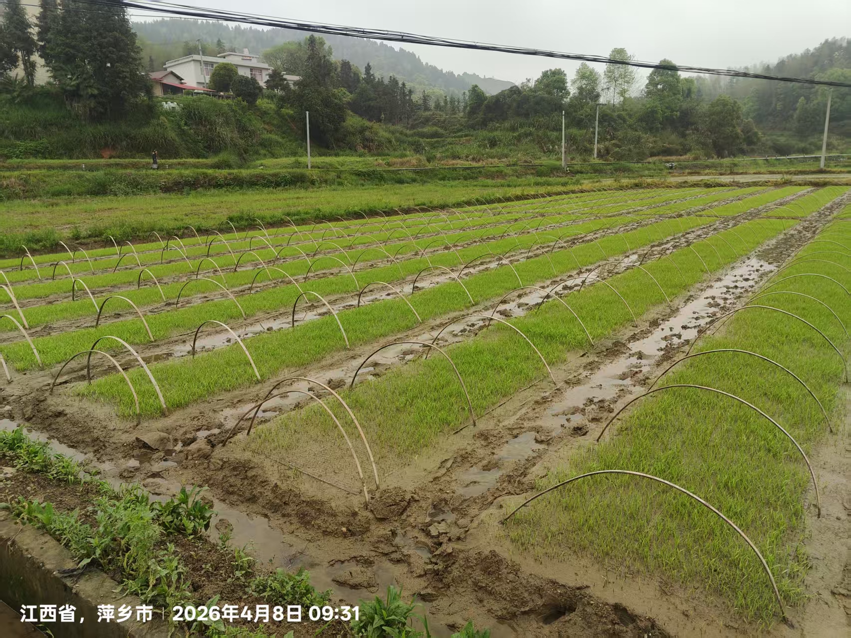 大田对比试验现场