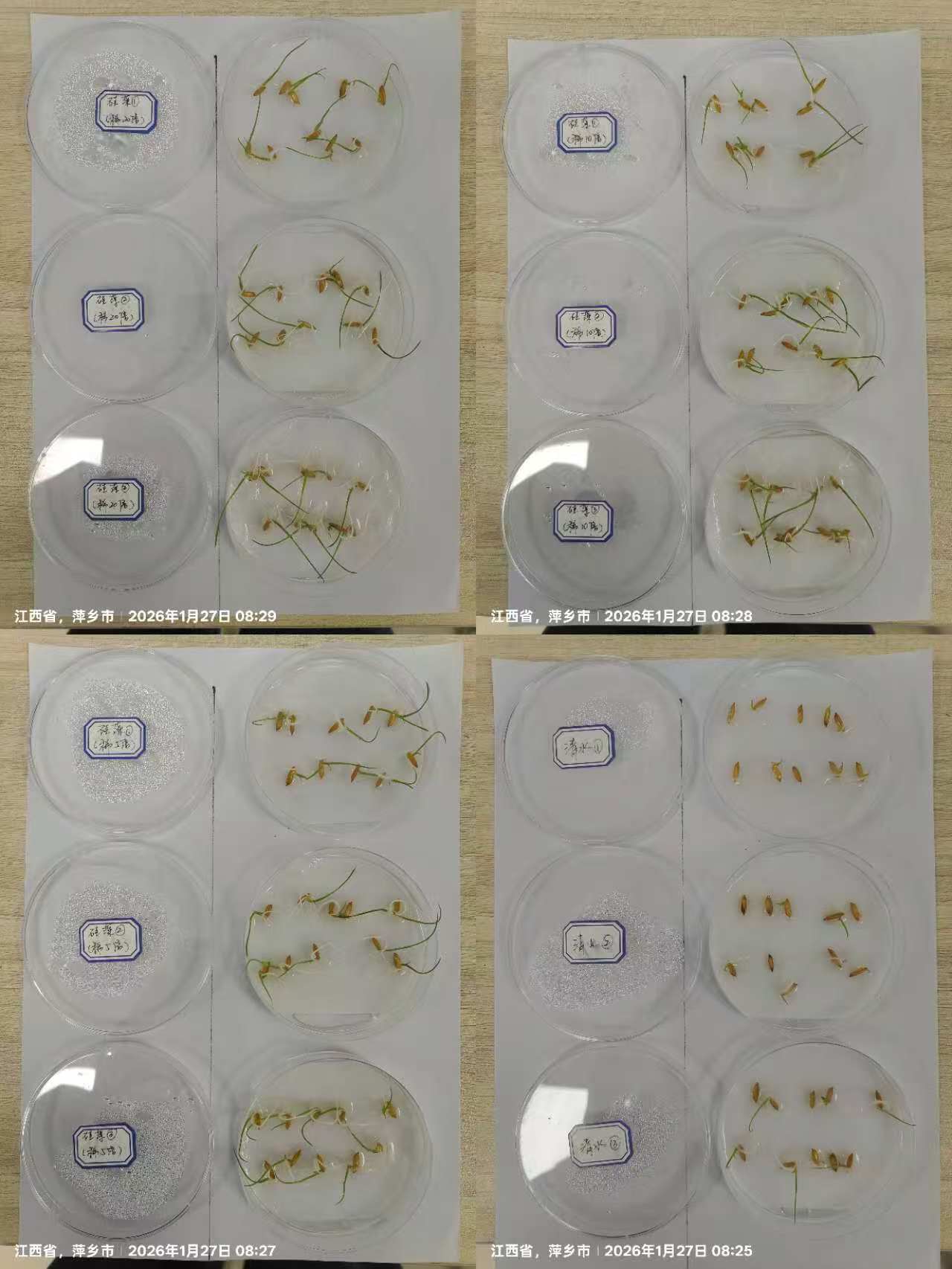 硅藻不同浓度种子萌发对比试验